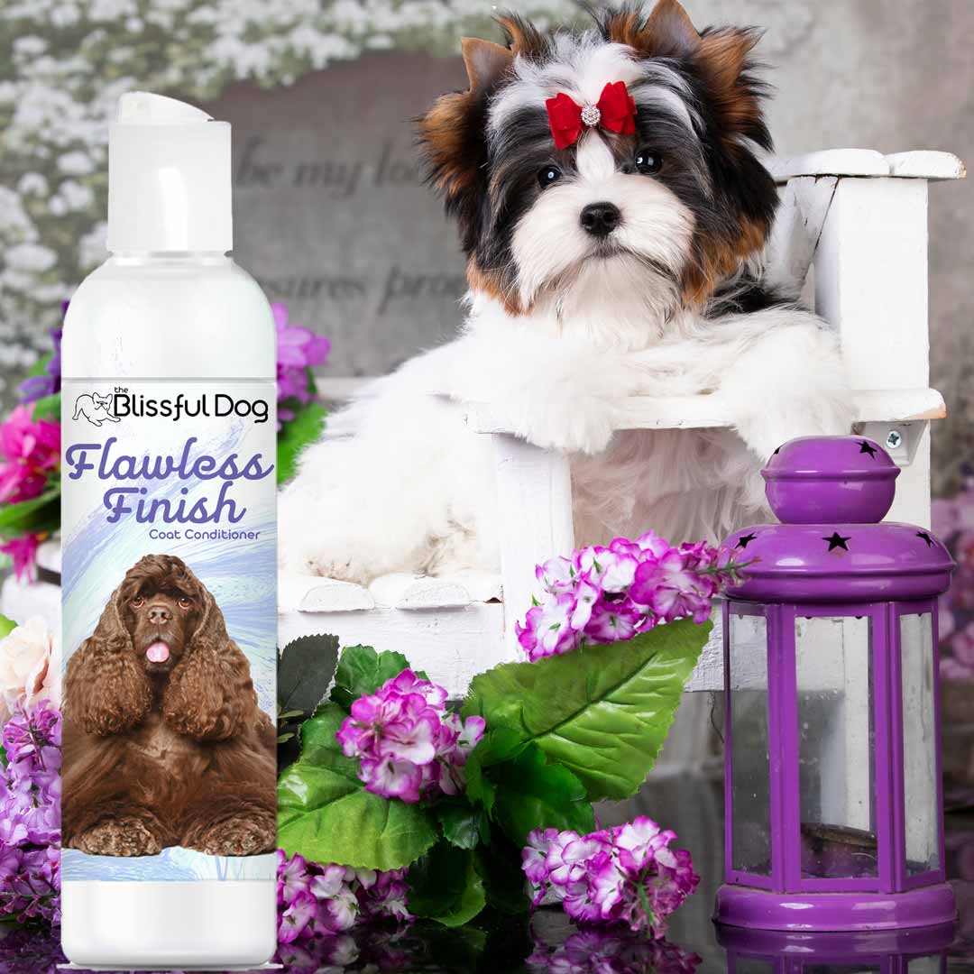 biewer yorkshire terrier